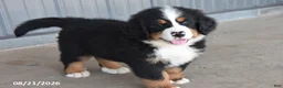 Bernese Mountain Dog dogs for sale: Milo - Ad 3