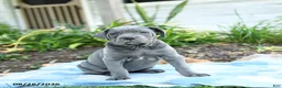 Cane Corso dogs for sale: Winter - Ad 3