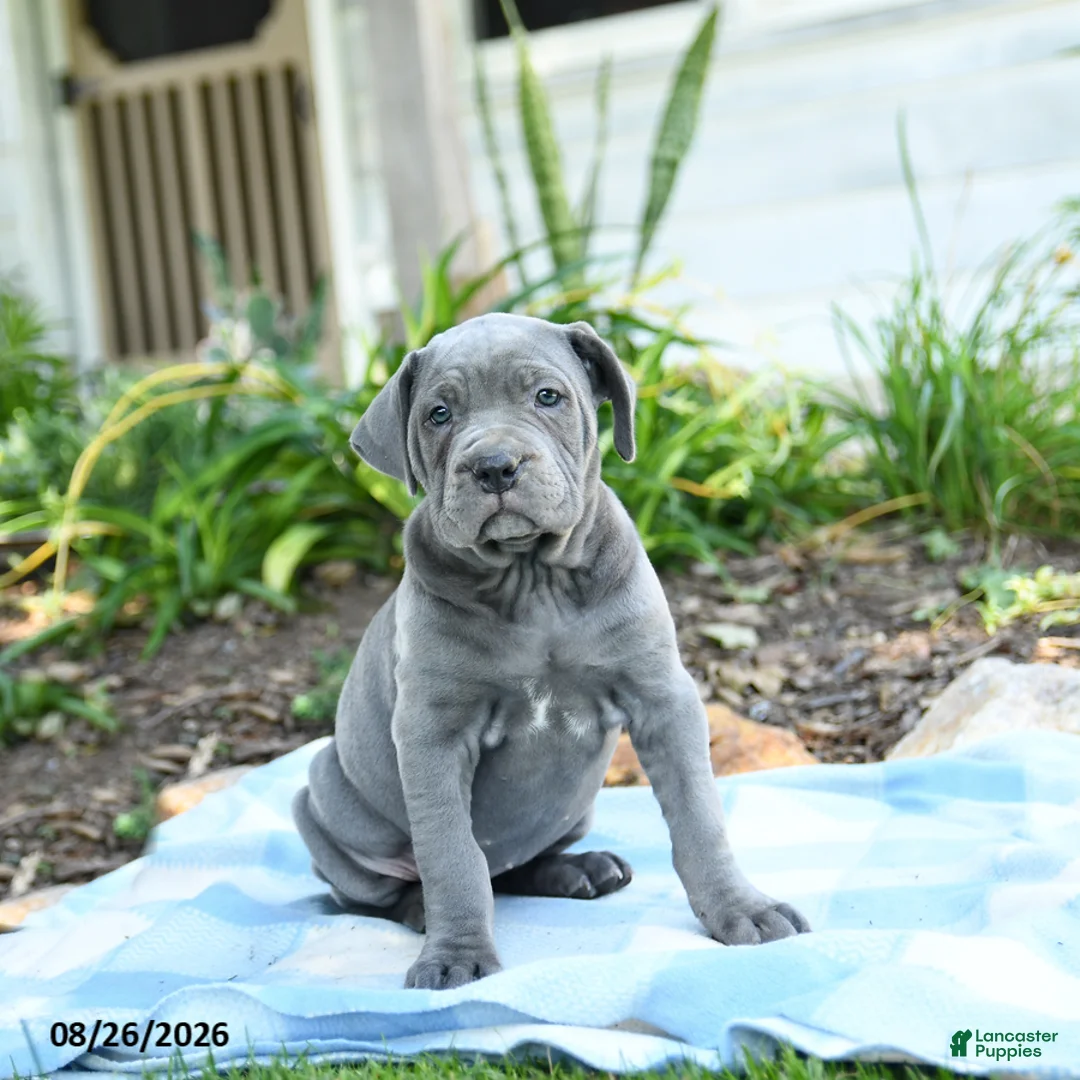 Cane Corso dogs for sale: Winter - Ad 3