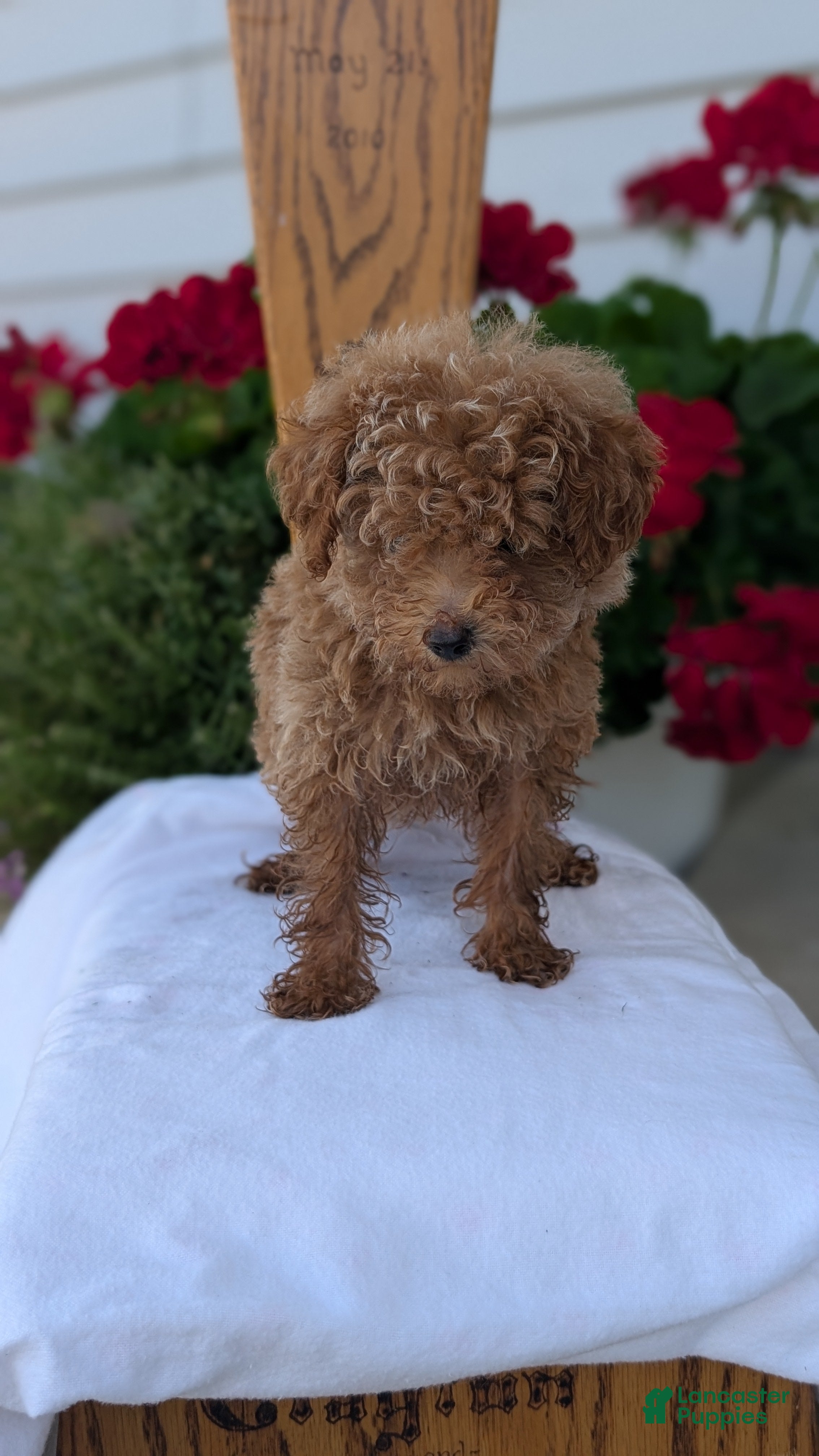 Toy Poodle dogs Lando - Ad 2