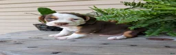 Beabull dogs for sale: Max - Ad 9