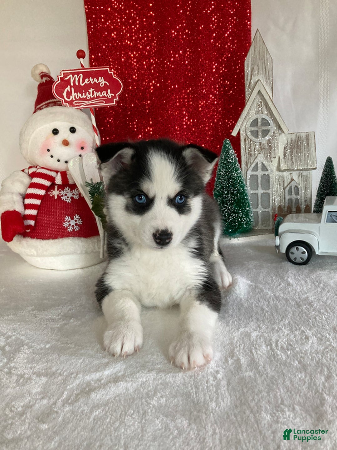 Pomsky dogs for sale: Marshmallow - Ad 2