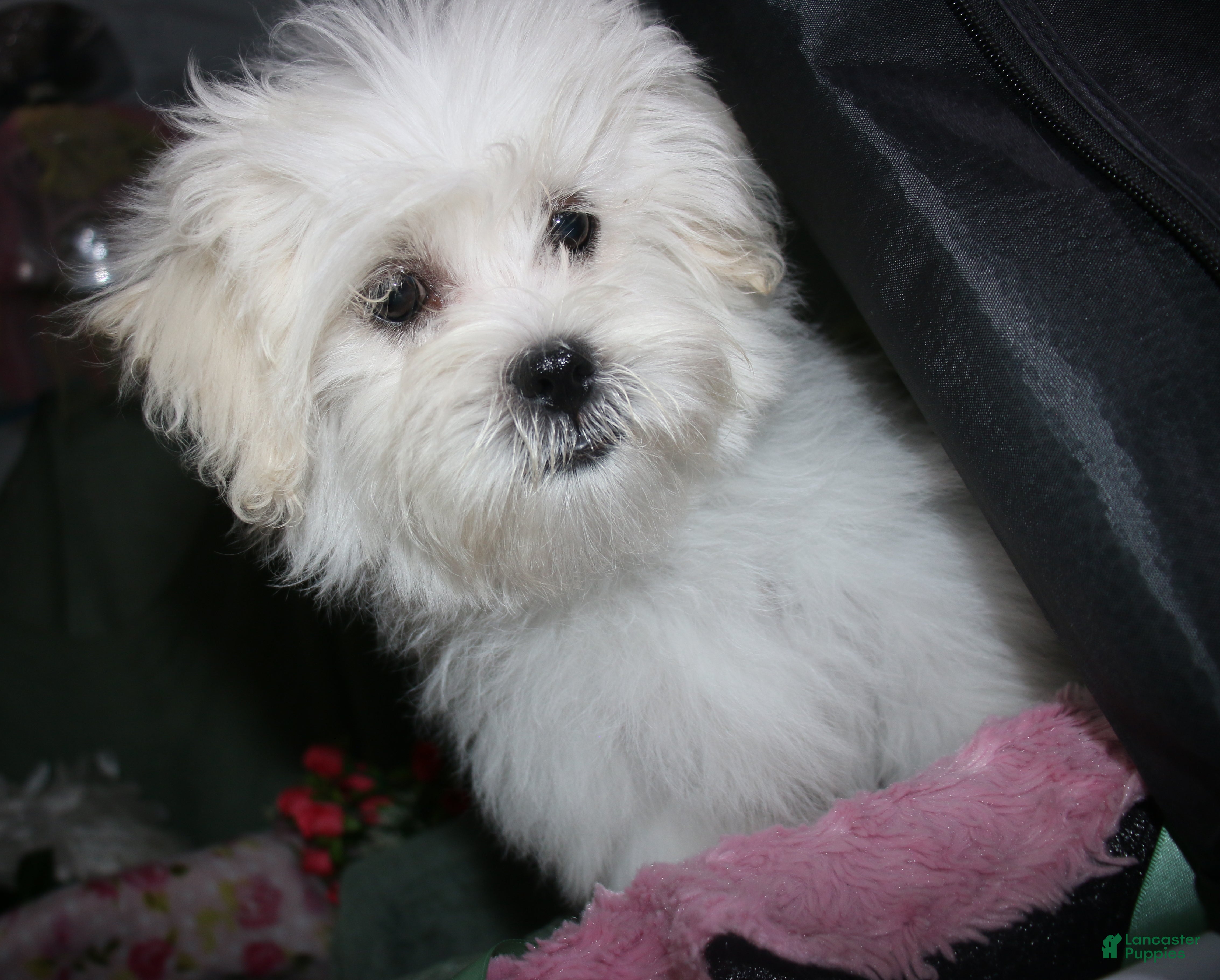 Shihpoo dogs JoJo  - Ad 2