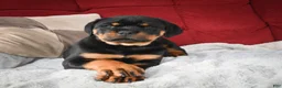 Rottweiler dogs for sale: Tara/ Mocha – Santos Ad-Dirah - Ad 25