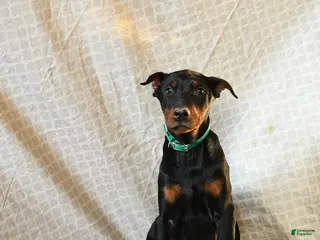 Doberman Pinscher dogs Raindrop - Ad 42