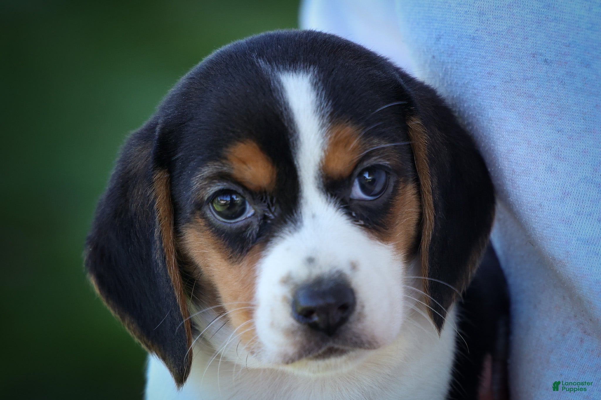 Beagle dogs Ollie Belle - Ad 2
