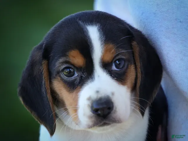 Beagle dogs Ollie Belle - Ad 2