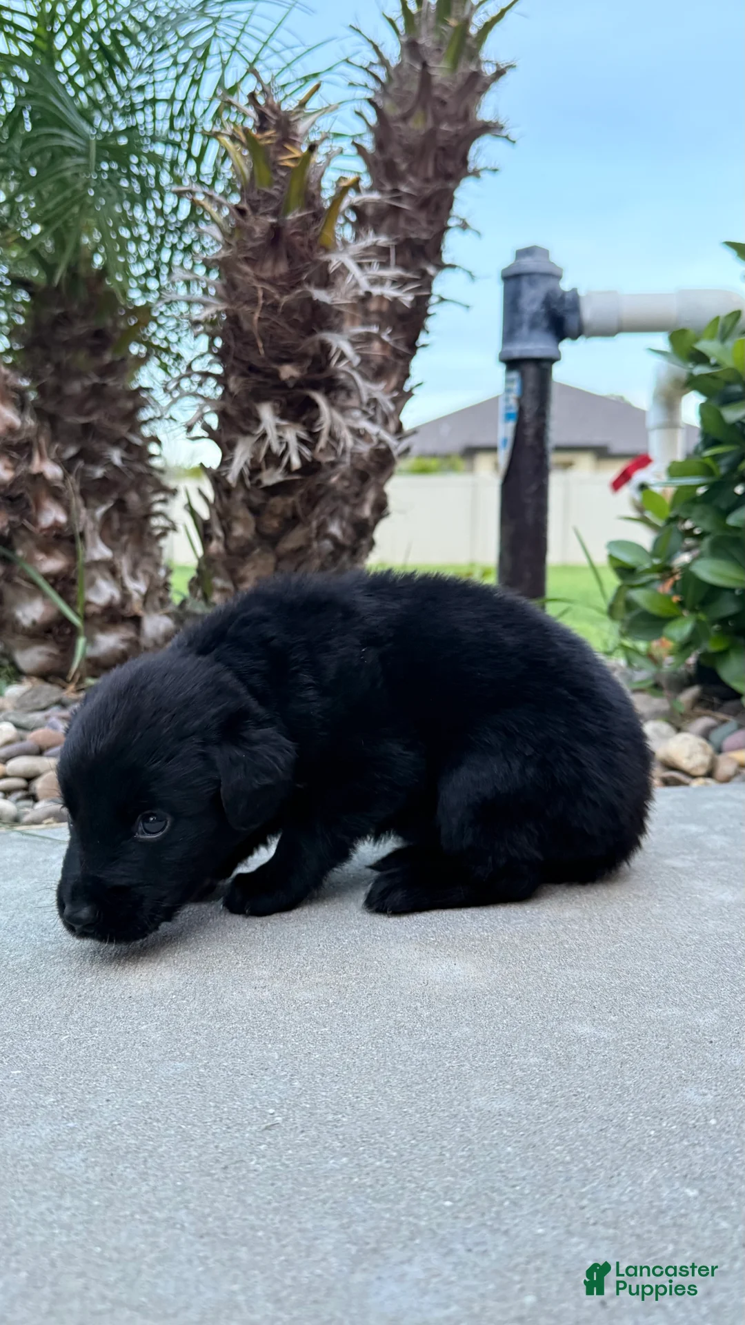 Mixed Breed dogs for sale: Thor  - Ad 2