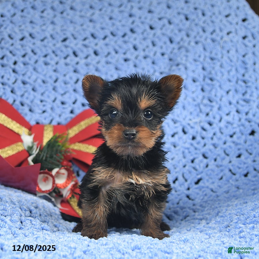 Yorkshire Terrier dogs Chestnut  - Ad 38