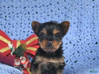 Yorkshire Terrier dogs Chestnut - Ad 20