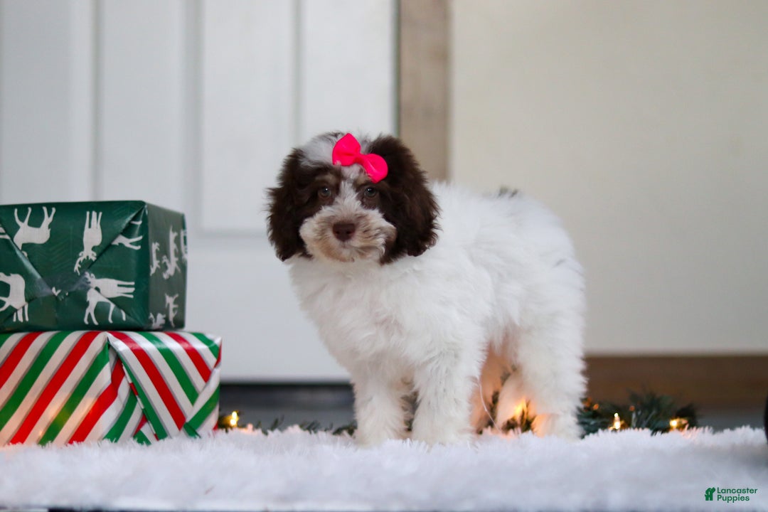 Mini Aussiedoodle dogs for sale: Salty - Ad 5