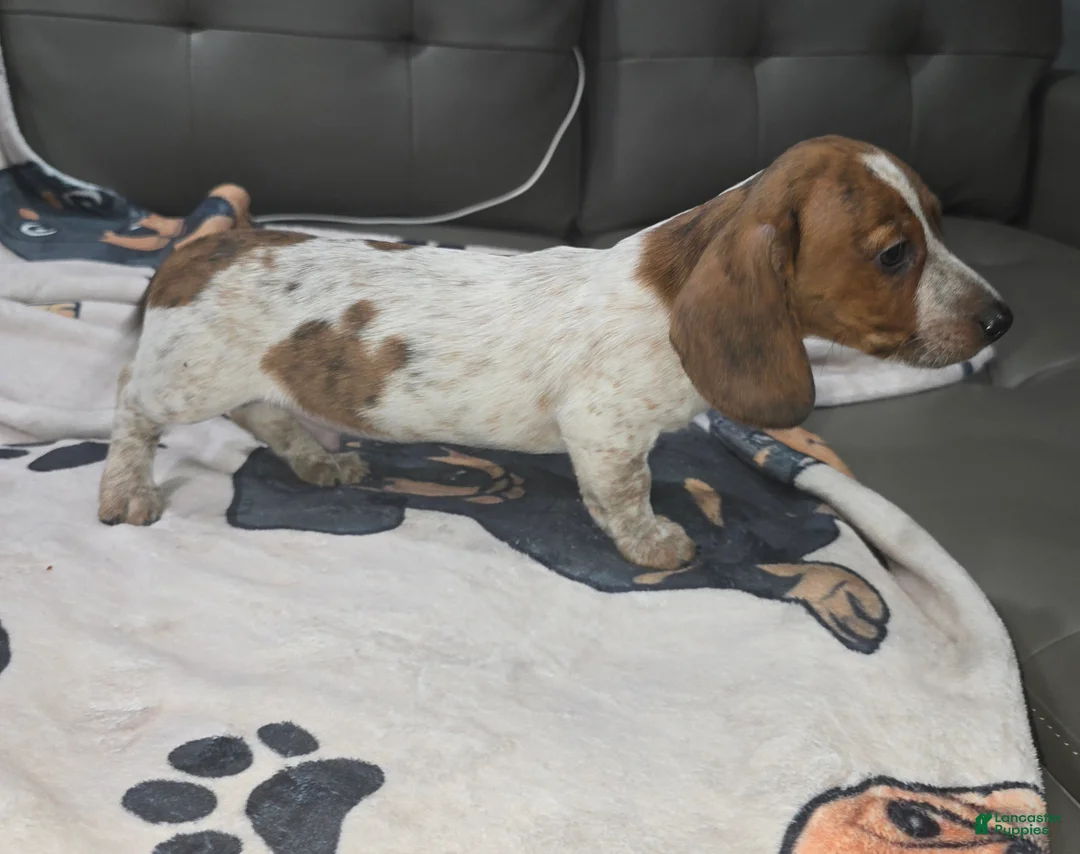 Dachshund dogs for sale: Rowdy - mini - Ad 3