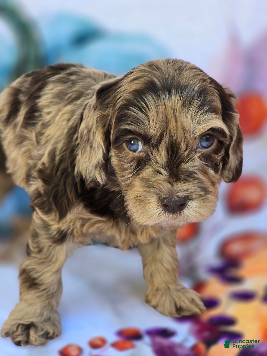 Mixed Breed dogs for sale: Prudence - Ad 19