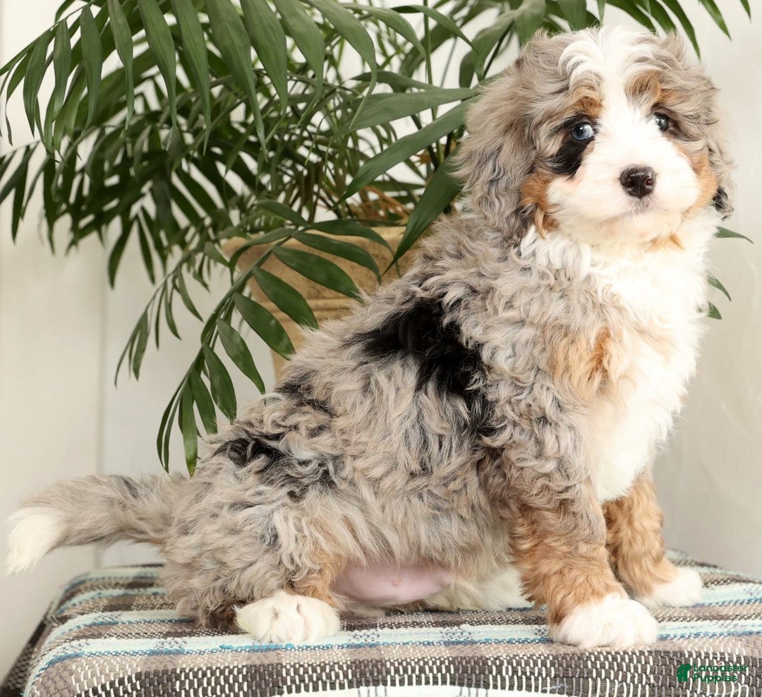 Mini Bernedoodle dogs for sale: Snoop - Ad 6