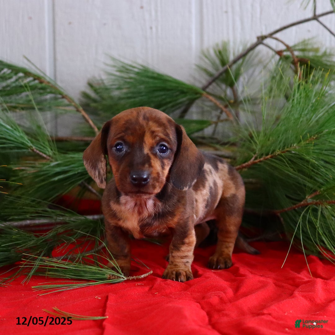 Miniature Dachshund dogs for sale: Holly - Ad 4