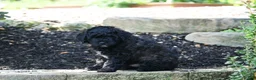 Mini Goldendoodle dogs for sale: Remi - Ad 3