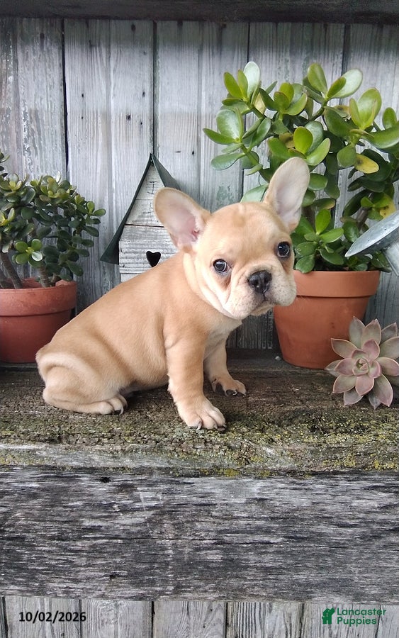 French Bulldog dogs Cooper - Ad 2