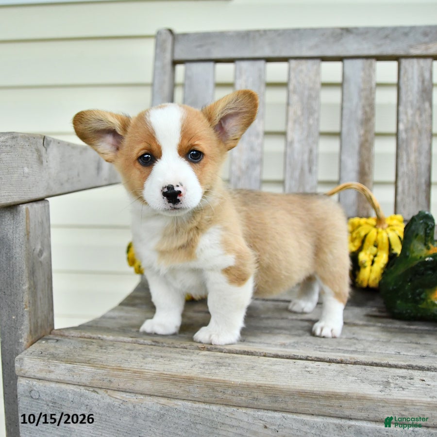 Welsh Corgi Pembroke dogs for sale: Spot - Ad 1