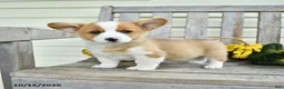 Welsh Corgi Pembroke dogs for sale: Spot - Ad 1