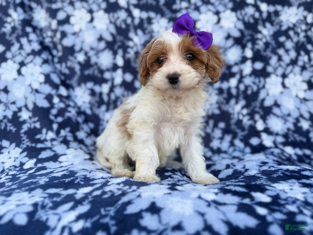Cavapoo dogs for sale: Opal - Ad 5