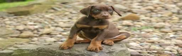 Doberman Pinscher dogs for sale: Dash (Red Rust) 🐶 - Ad 13