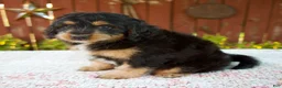 Mini Bernedoodle dogs for sale: Noelle - Ad 7