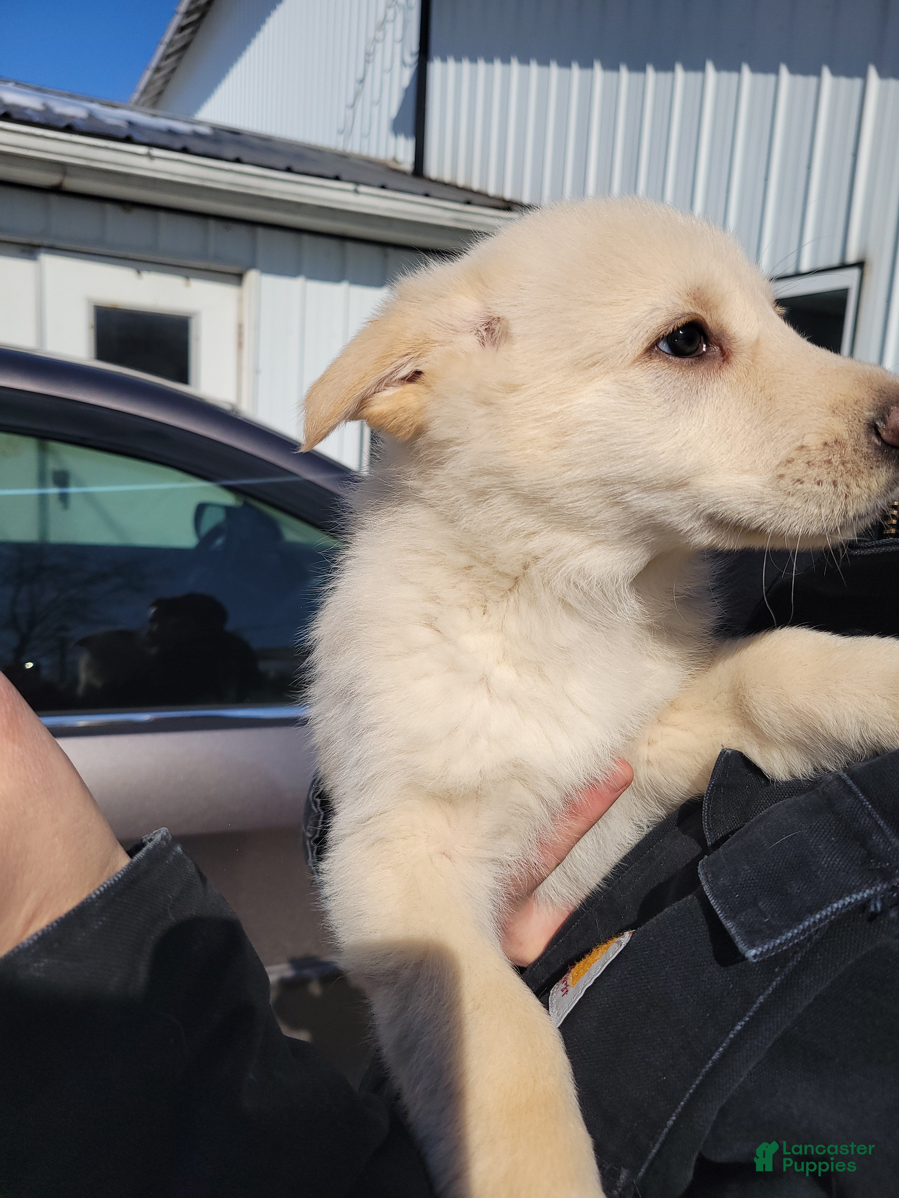 German Shepherd dogs German Shepherd Puppy 5 - Ad 2