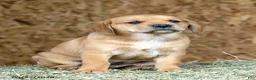 Mixed Breed dogs for sale: Paris - Ad 1