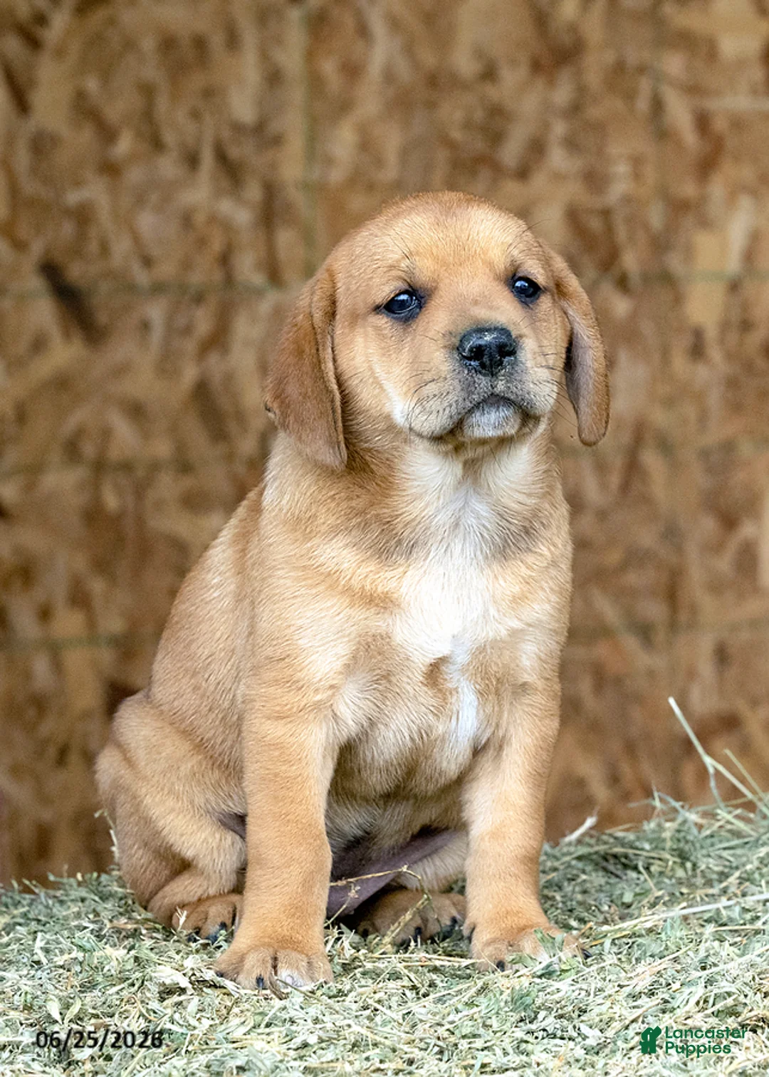 Mixed Breed dogs for sale: Paris - Ad 1