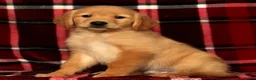 Golden Retriever dogs for sale: Rex - Ad 4