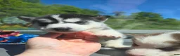 Siberian Husky dogs for sale: Siberian Husky Puppy 2 - Ad 2