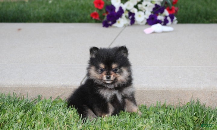 Pomeranian dogs Tilly - Ad 29