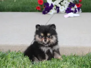 Pomeranian dogs Tilly - Ad 29
