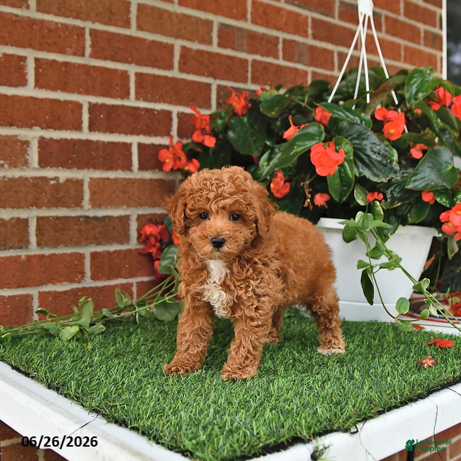 Toy Poodle dogs Daisy - Ad 2