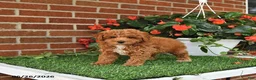 Toy Poodle dogs for sale: Daisy - Ad 2