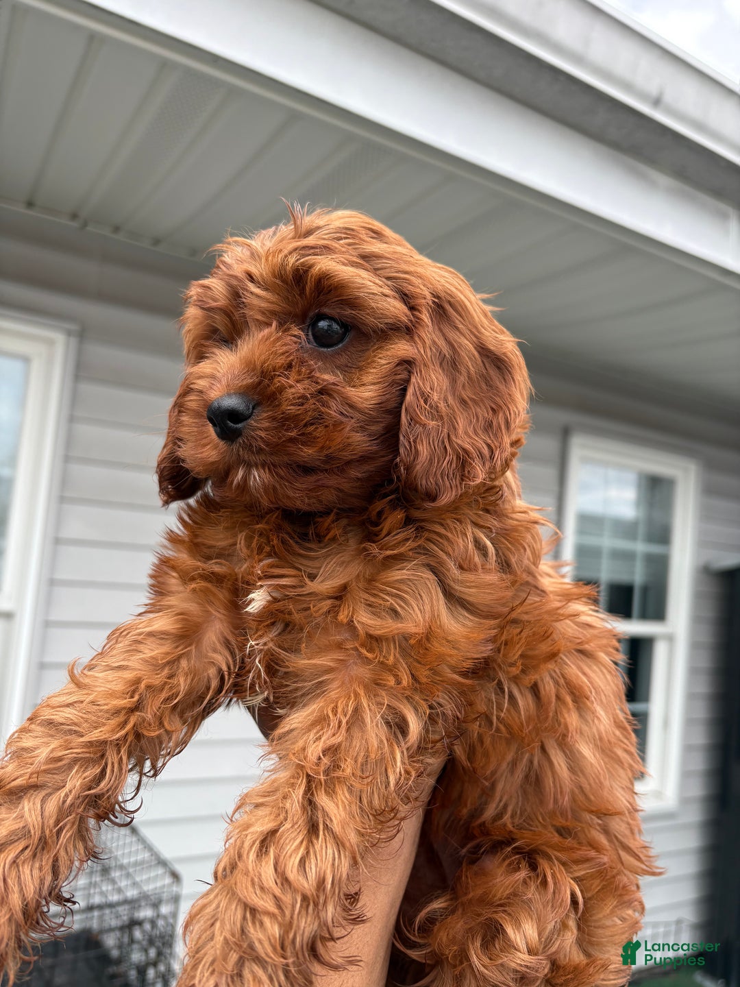 Maltipoo dogs for sale: Tiny Tia  - Ad 1