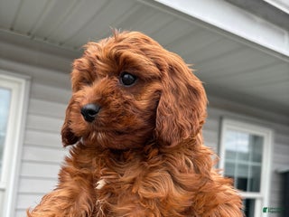 Maltipoo dogs Tiny Tia - Ad 5