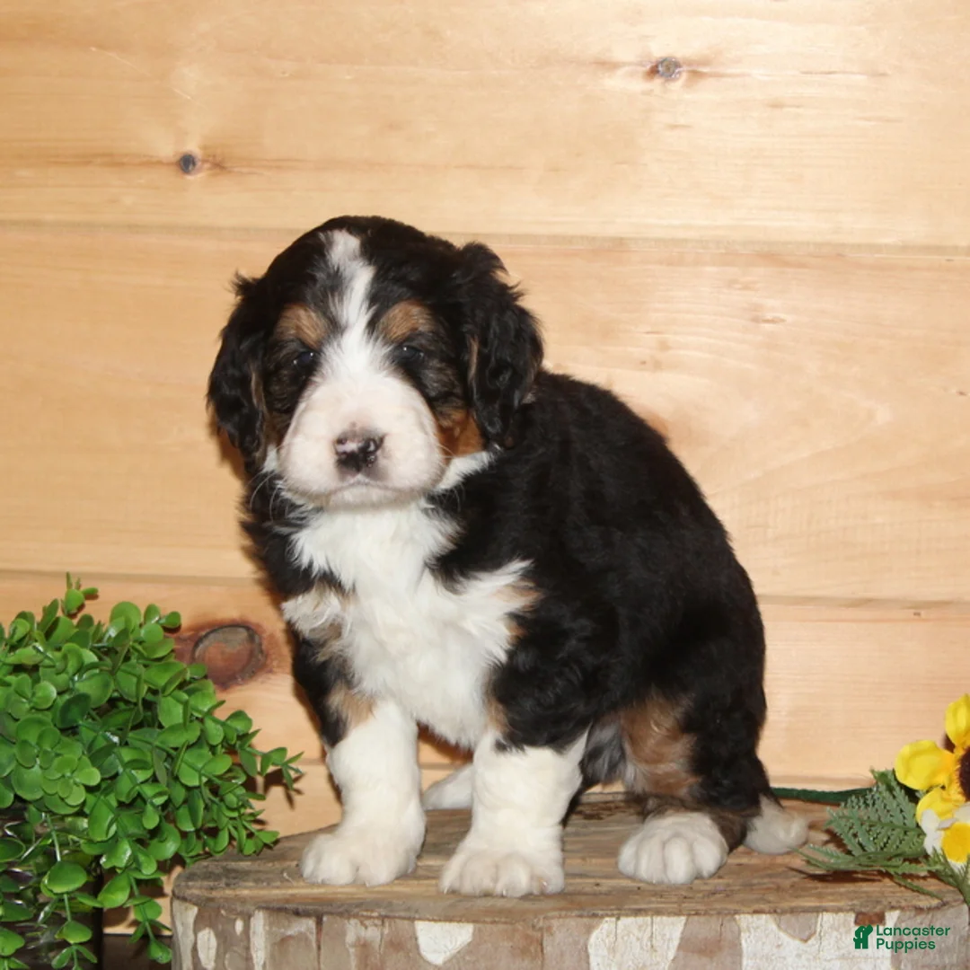 Bernedoodle dogs for sale: Red - F1 - Ad 1