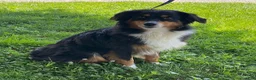 Australian Shepherd dogs for sale: Suzy - Ad 7