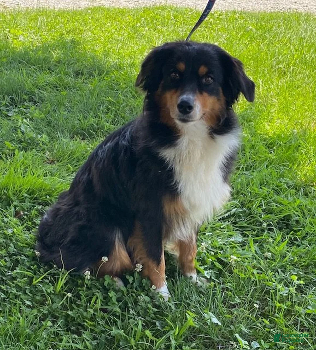Australian Shepherd dogs for sale: Suzy - Ad 7