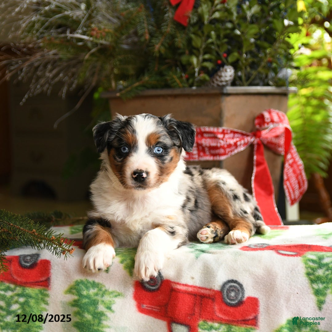 Australian Shepherd dogs for sale: Ace - Ad 5
