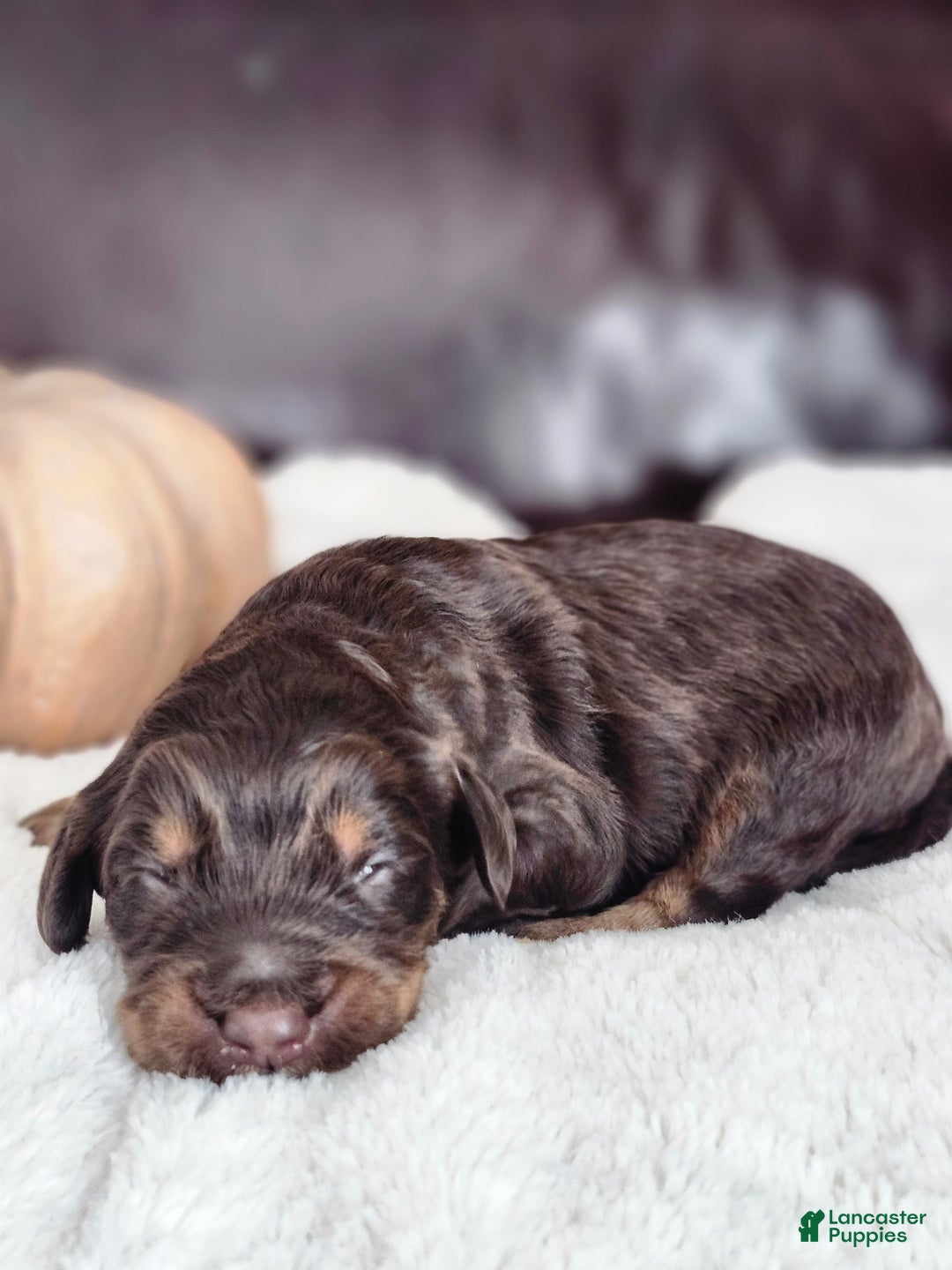 Labradoodle dogs for sale: Dasher - Ad 1