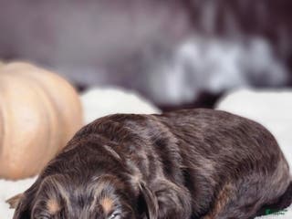 Labradoodle dogs Dasher - Ad 41