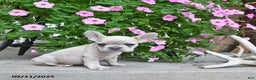 French Bulldog dogs for sale: Fiona - Ad 2