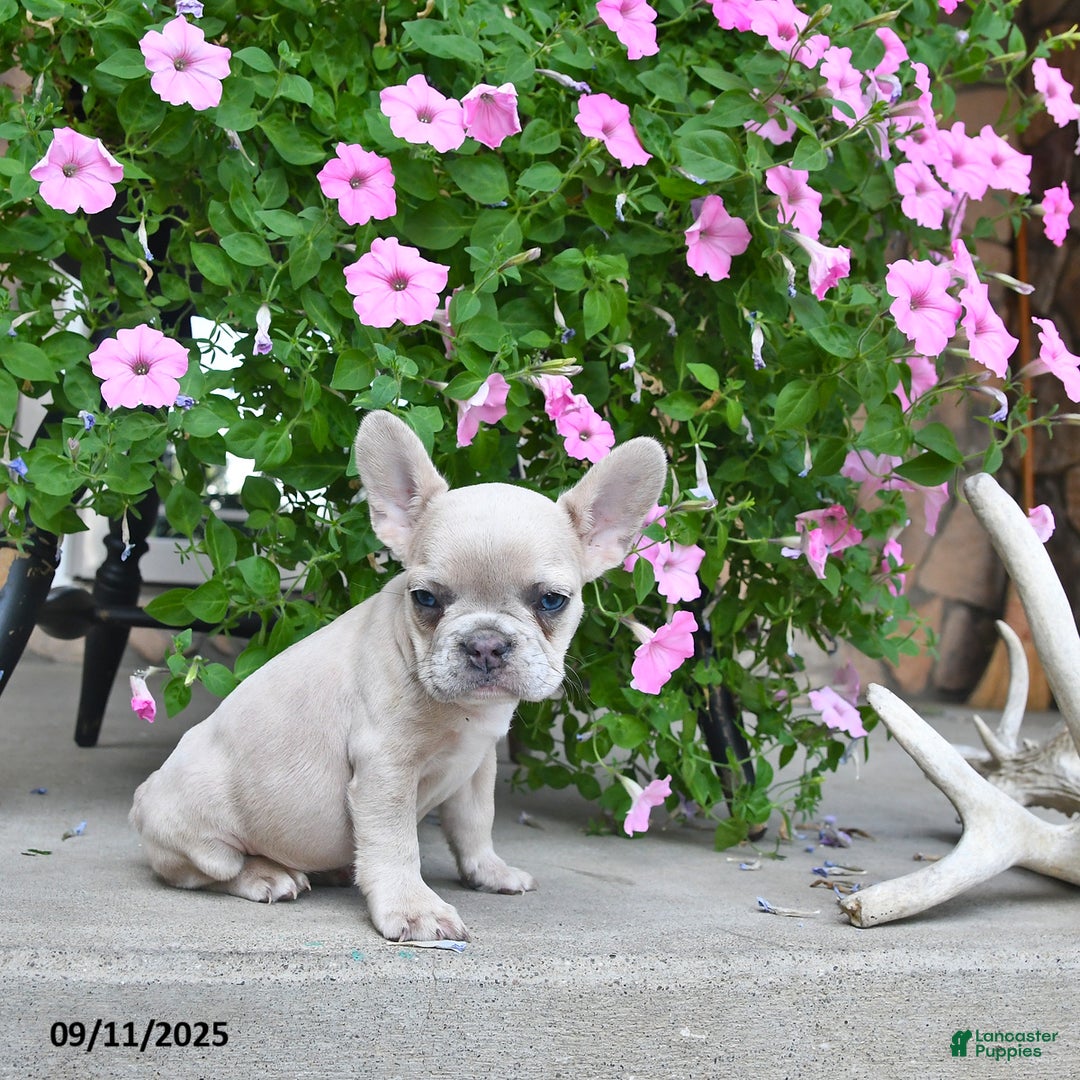 French Bulldog dogs for sale: Fiona - Ad 2
