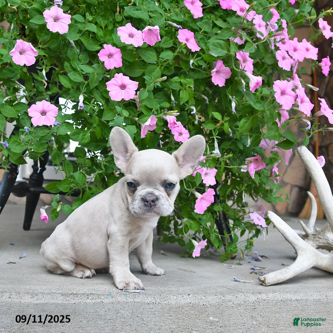 French Bulldog dogs for sale: Fiona - Ad 2