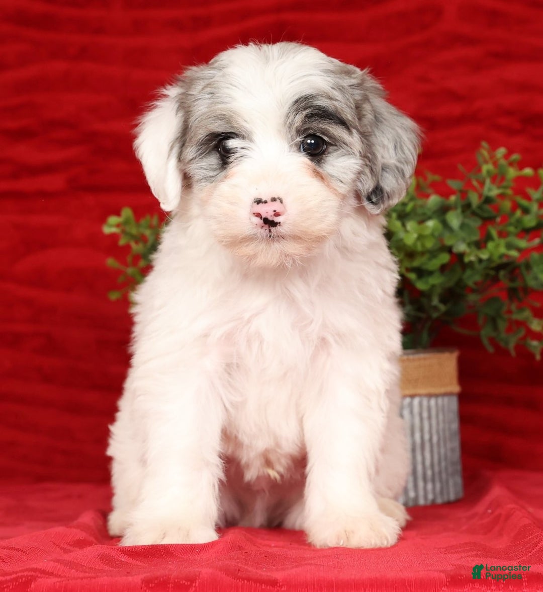 Mini Sheepadoodle dogs for sale: Diesel - Ad 3