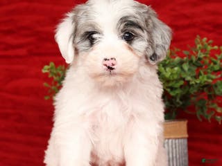 Mini Sheepadoodle dogs Diesel - Ad 3