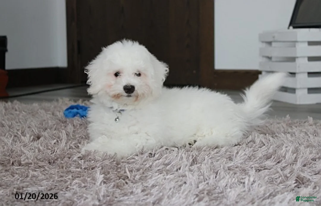 Bichon Frise dogs for sale: Rory - Ad 9
