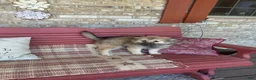 Pomsky dogs for sale: Ranger - Ad 6